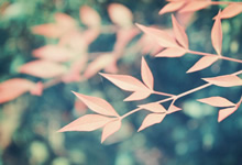 欢迎在宝塔面板安装Z-BlogPHP！