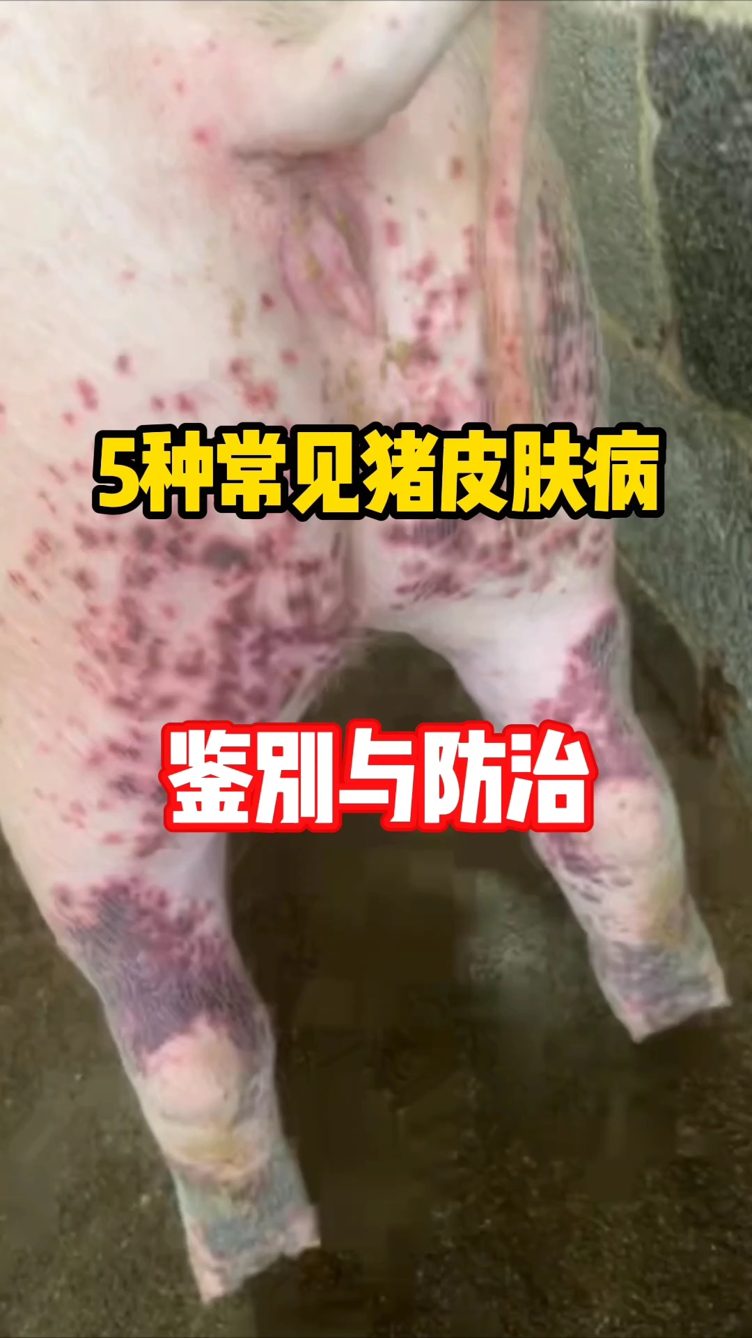 【最近猪出现了啥疫情/最近猪疫情哪里最严重】