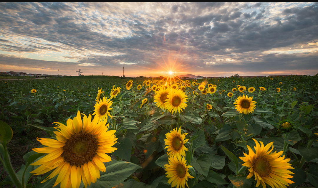 【绿色青浦疫情最新分布，为什么绿色青浦app下载后打不开】