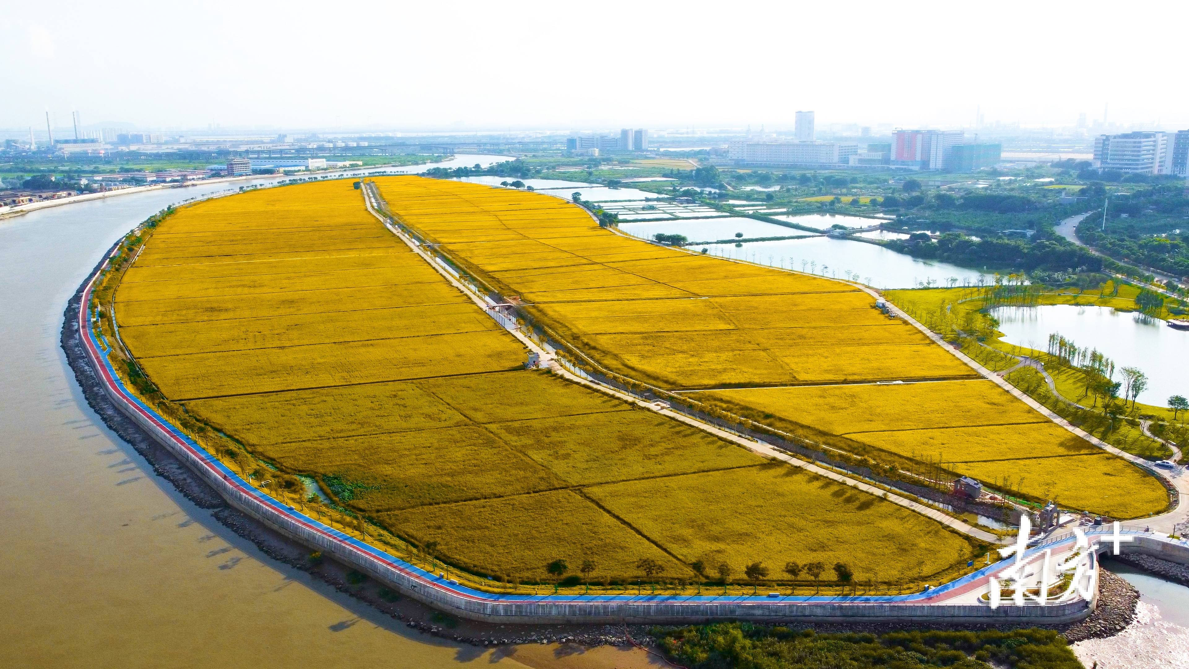 东莞洪梅镇疫情】