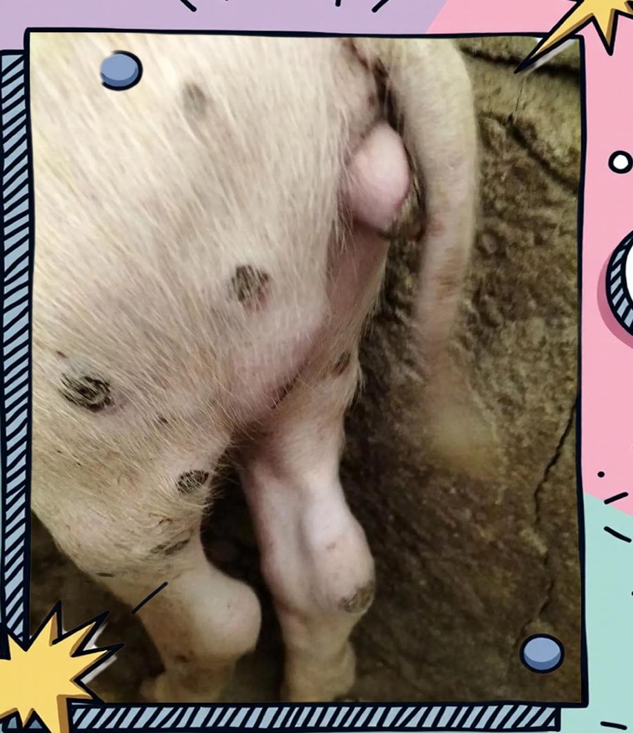 【吉林最新非洲猪瘟疫情